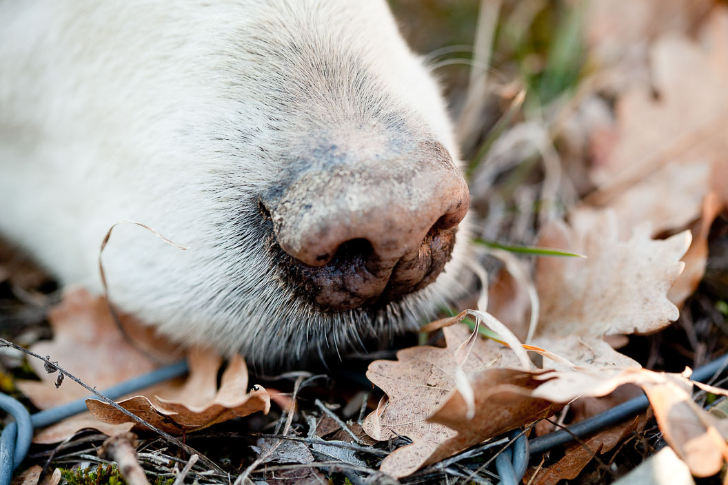 Close-up photograph of a dog's nose sniffing leaves