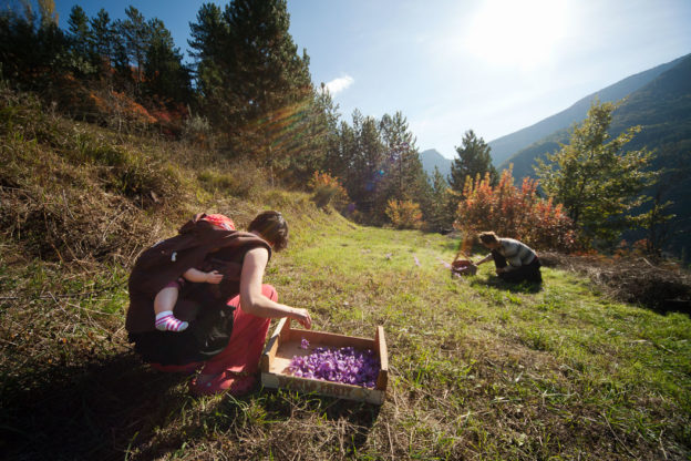 Two women crouching in a field picking saffron flowers in the sun