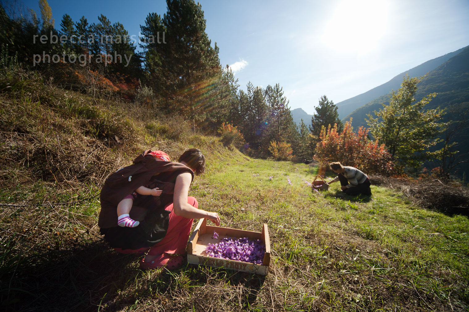 Two women, one with a baby strapped to her back, harvest saffron flowers by hand in a narrow field in the mountains