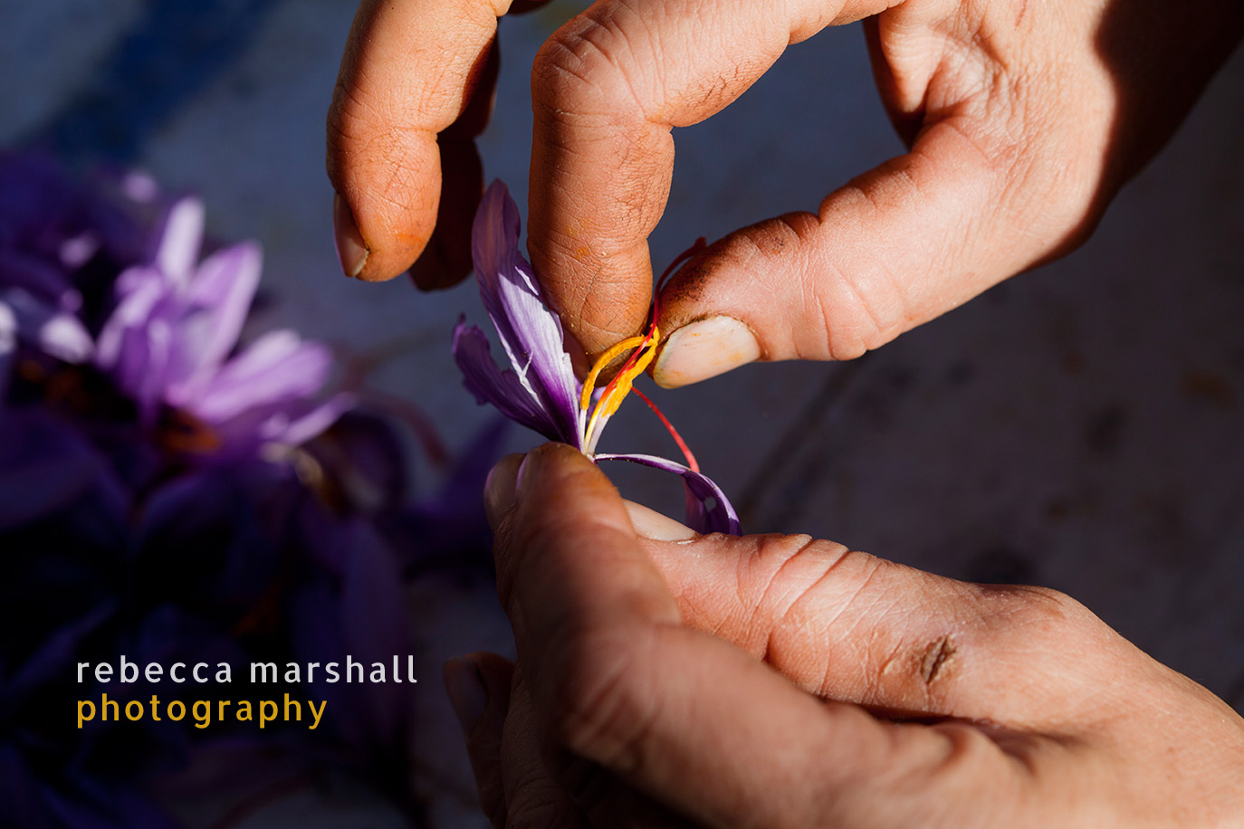 Close-up of a hand separating the stigma from the rest of a saffron crocus in preparation for the production of dried saffron