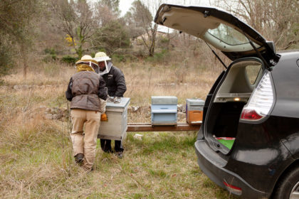 Two beekeepers lift a hive beside an open car