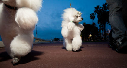 Photograph of two white poodles walking on leads
