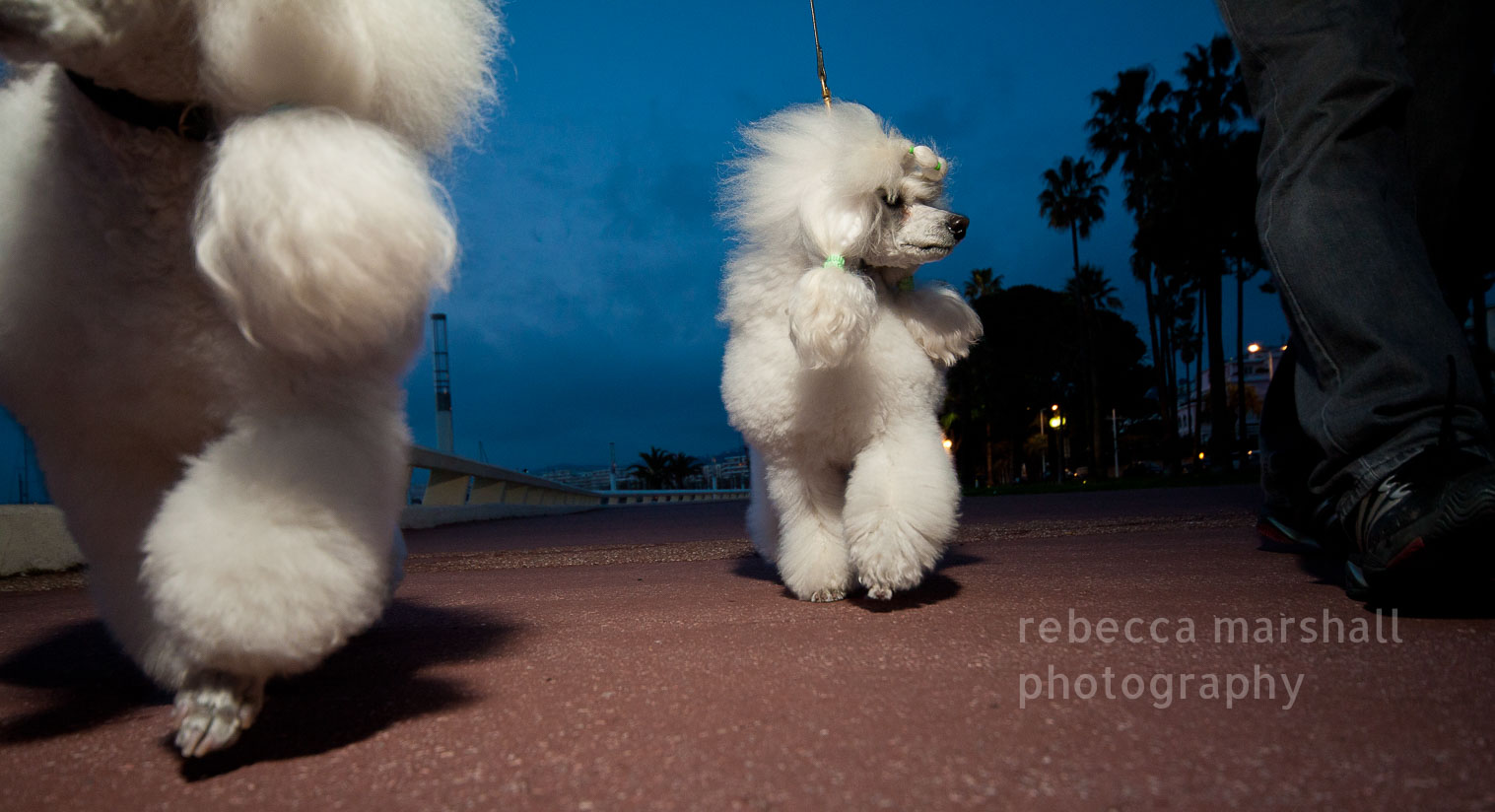 2 white poodles being walked down the Cannes seafront promenade at dusk, photographed from ground level