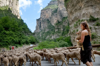 Girl herding hundreds of sheep along a mountain road, carrying a lamb