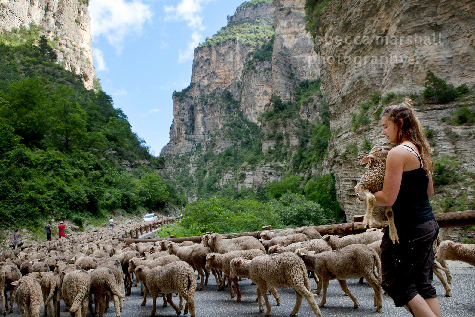 Photograph of a shepherdess carrying a lamb alongside a flock of sheep