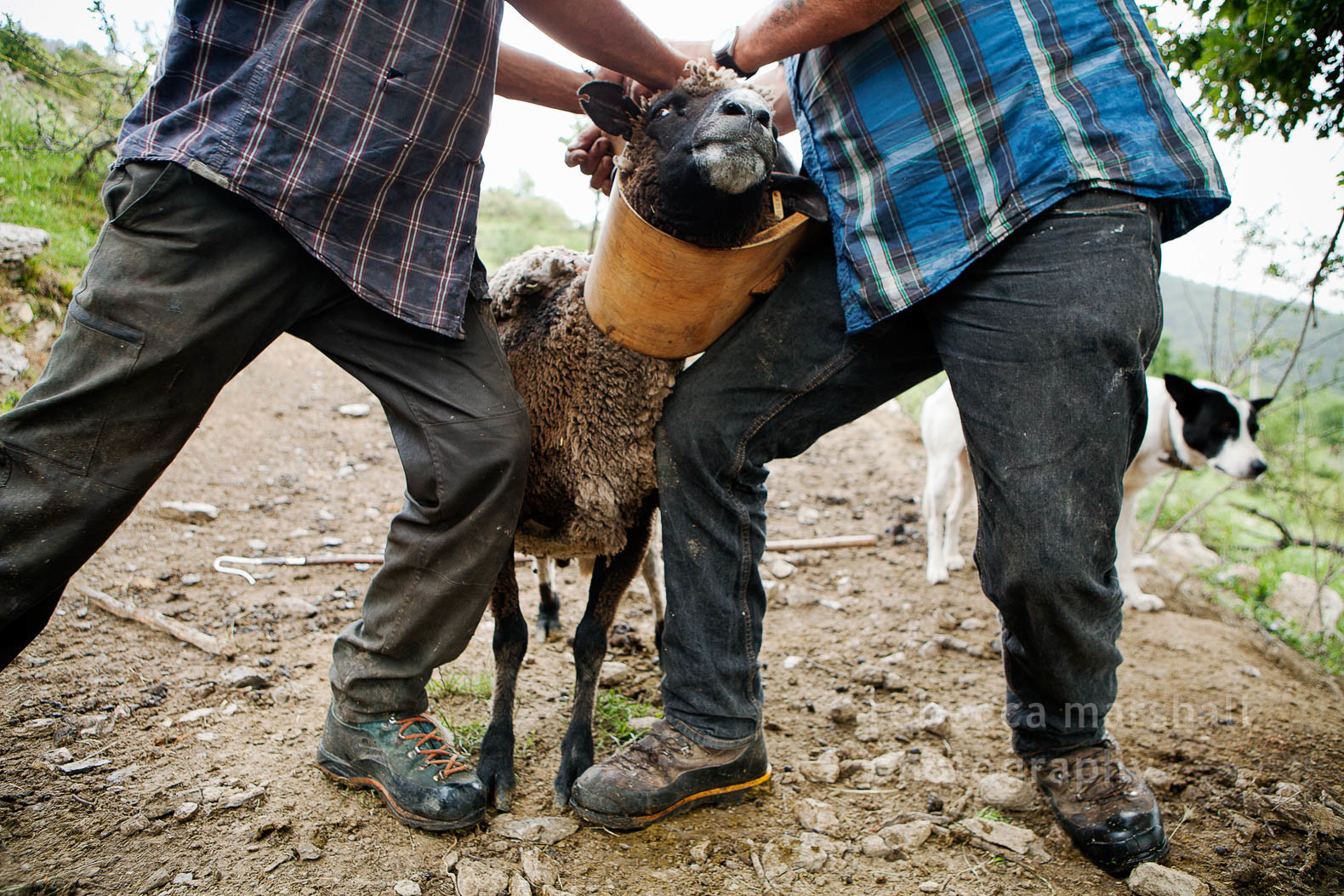 2 farmers attaching a transhumance bell to a sheep