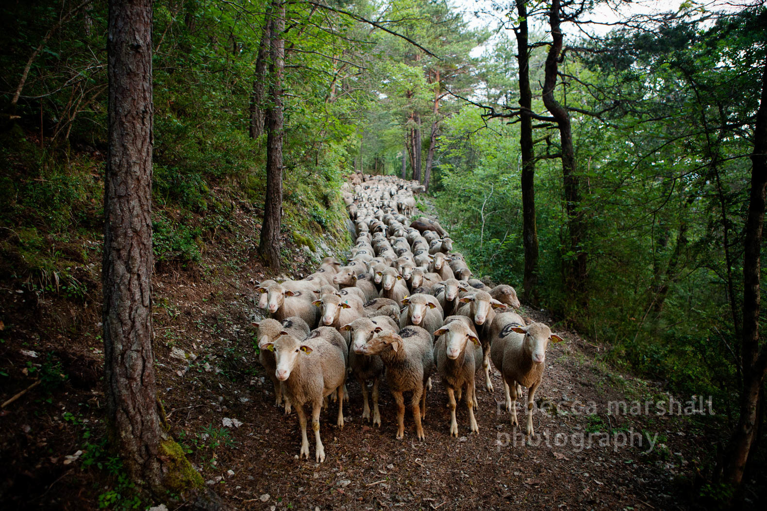 A flock of sheep walk down a woodland trail