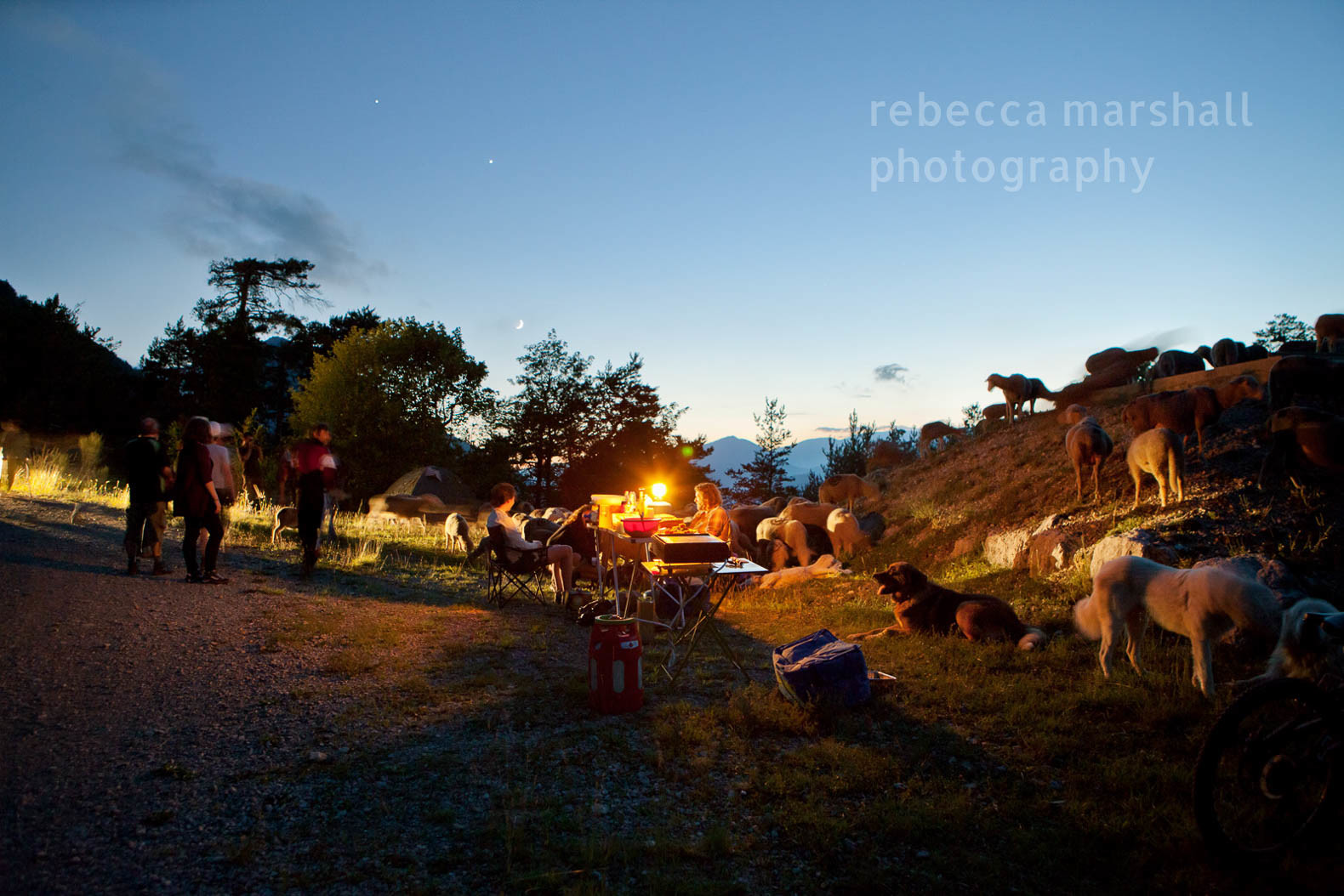 Camp during the transhumance of sheep, dogs & shepherds at twilight