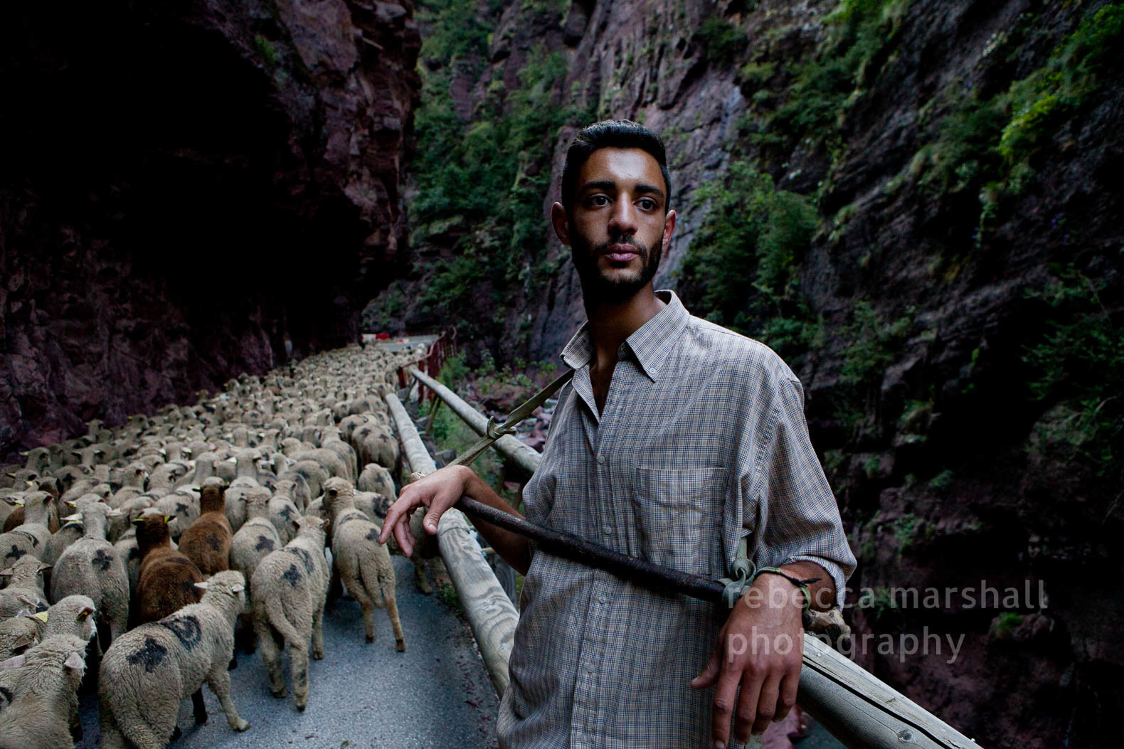 Shepherd watches his flock of sheep during the transhumance