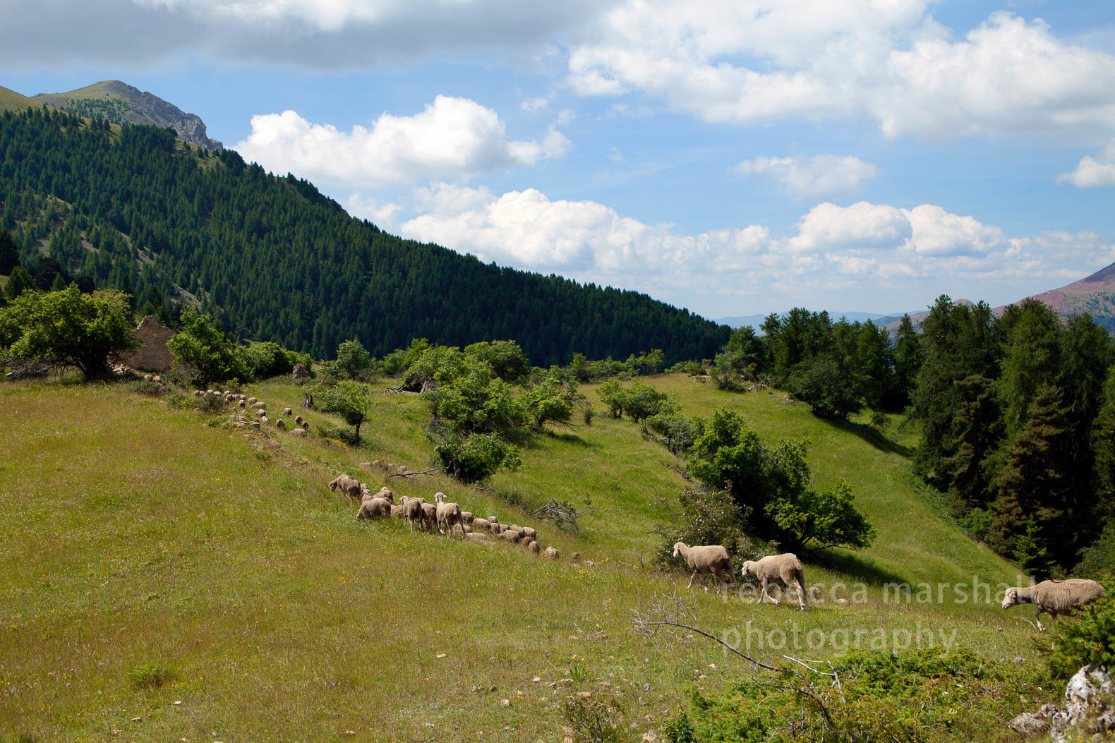 Photograph of sheep walking single file through green mountain pasture