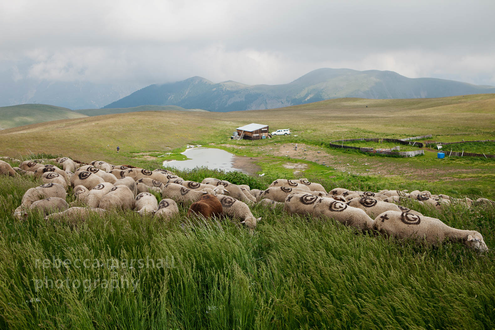 Landscape photograph of flock of sheep on mountaintop with cabin