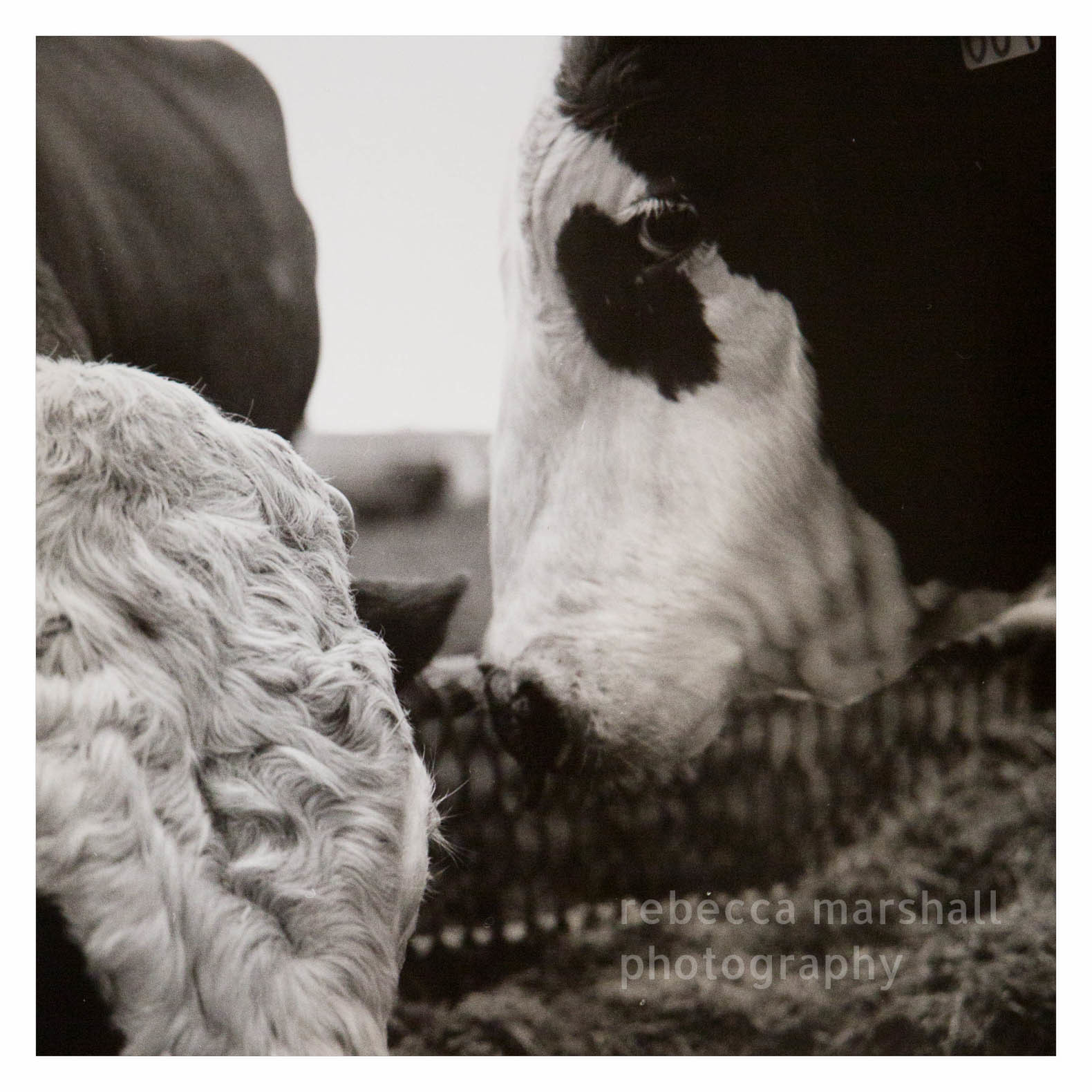 Close-up photograph of black and white cow eating hay