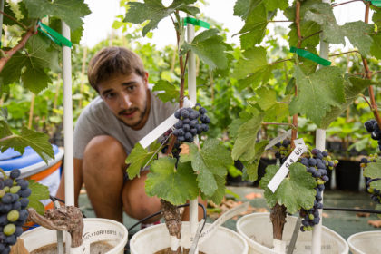 Photo of a vineyard worker bending down to look at grapes on the vine