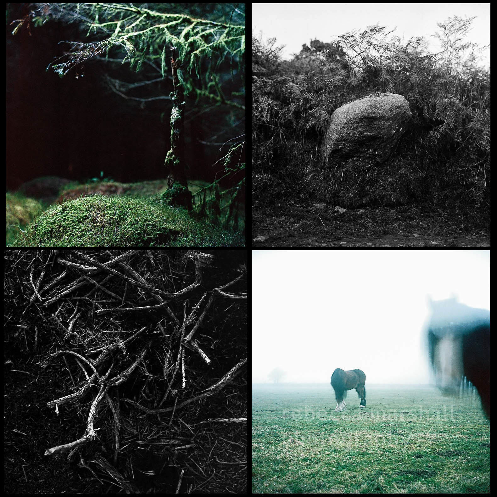 Montage of four photographs of trees, stones and fields on Bodmin Moor