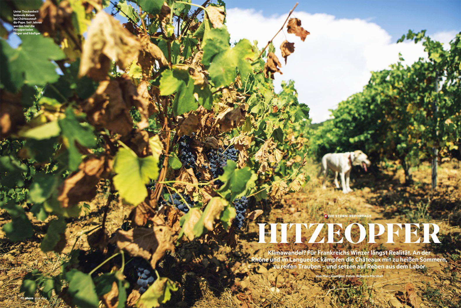 Double-page photograph showing grapevines on a vineyard and a panting dog, title text overlaid