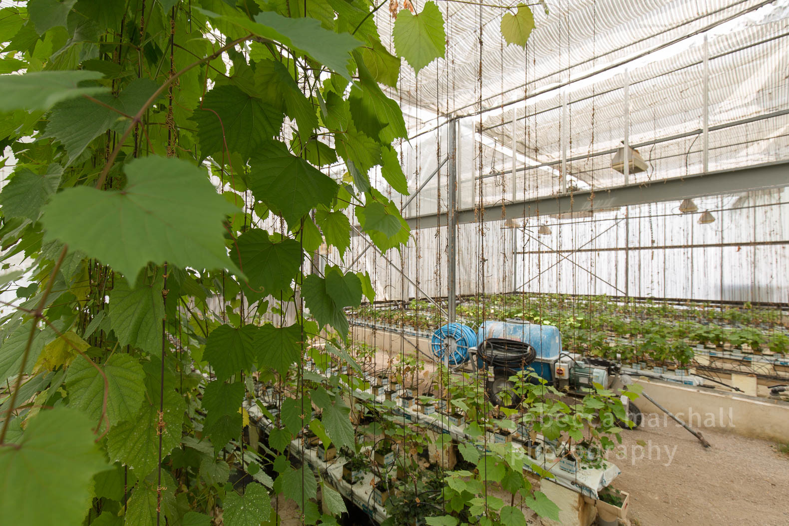 Photograph of a greenhouse growing grape vines