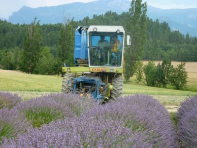 Photograph of tractor harvesting lavender field