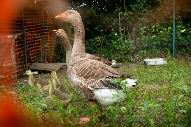 Two geese and their three babies in an enclosure