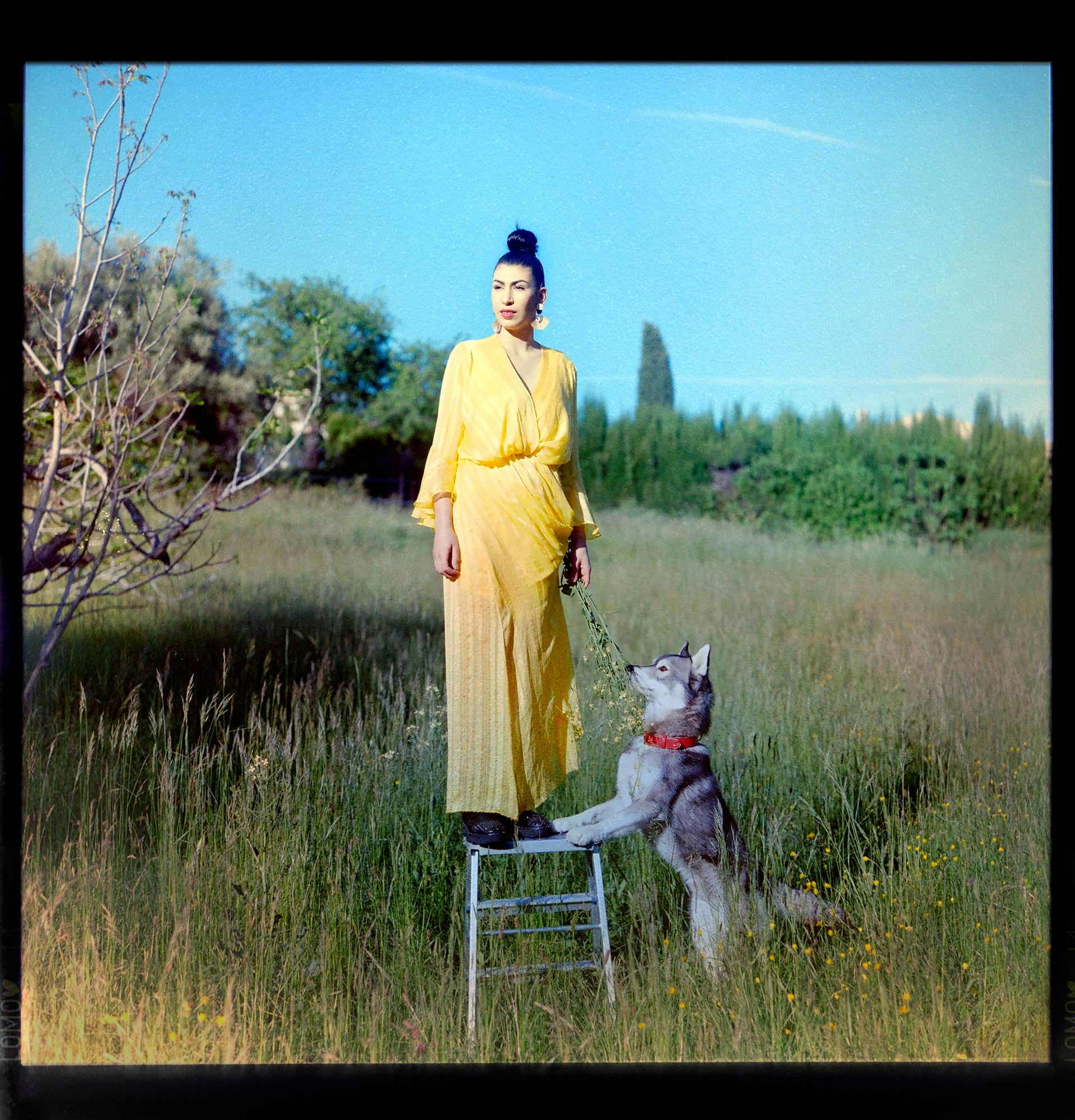 Woman stands on a ladder in a field in a yellow dress and a dog jumps up to smell flowers she is holding
