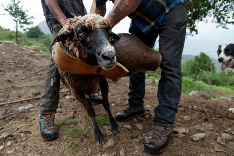 Close-up photo of black-faced sheep and two men attaching a giant bell to its neck
