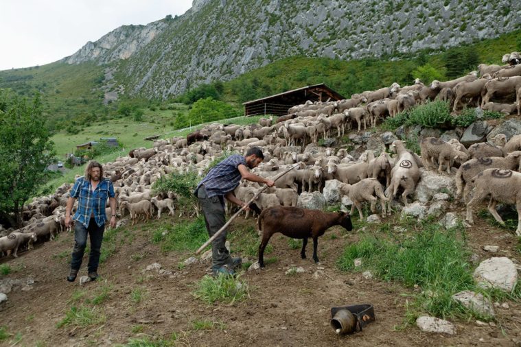 2 men and a flock of sheep in a field, one man has caught a black sheep by its back leg