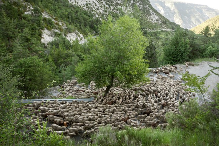 Arial view of a large flock of sheep moving round a bend on a mountain road