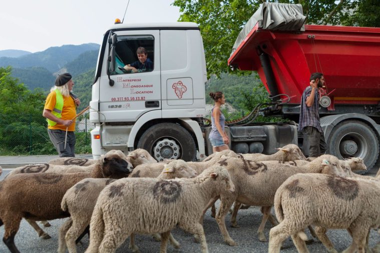 A flock of sheep and 3 shepherds pass a lorry on a road