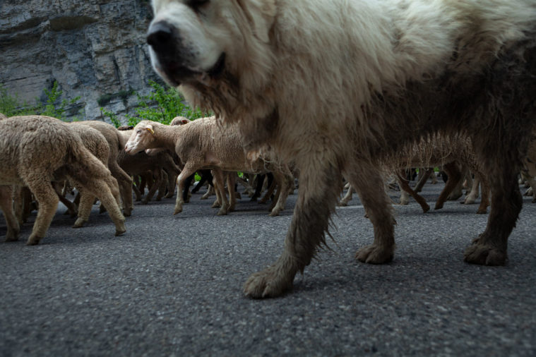 Close-up of a large, dirty white dog walking beside a flock of sheep on a road