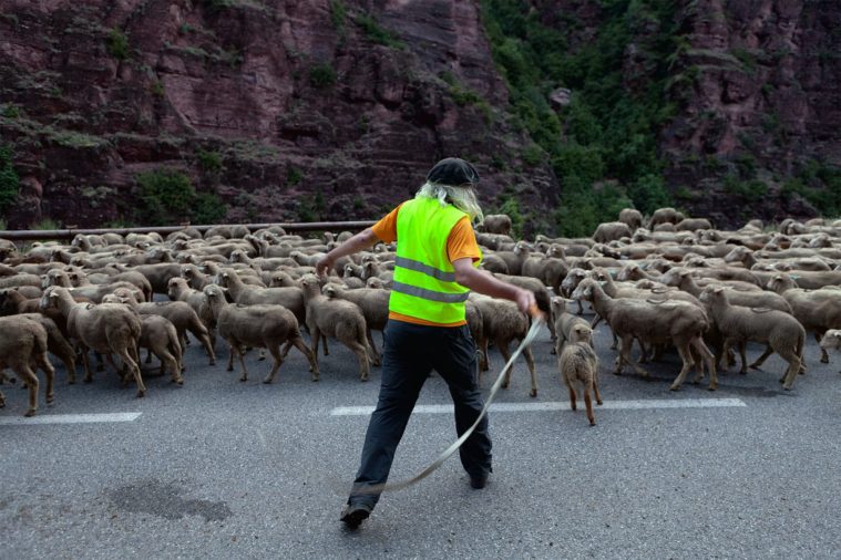 A man in a high visibity jacket is seen from behind with a whip in his hand approaching a flock of sheep