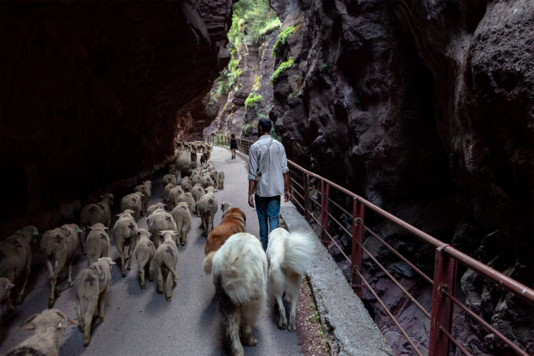 A shepherd walks with a flock of sheep and sheepdogs into a narrow canyon