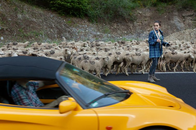 A yellow sports car passes a flock of sheep and young female shepherd on the roadside