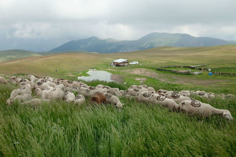 View of sheep grazing in long grass at the top of a mountain, a cabin in background
