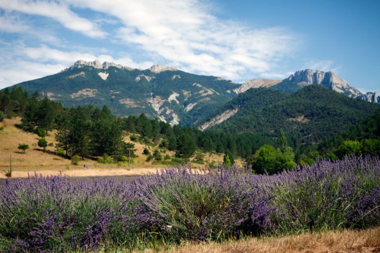 Landscape photograph of a field of lavender with mountains in the background