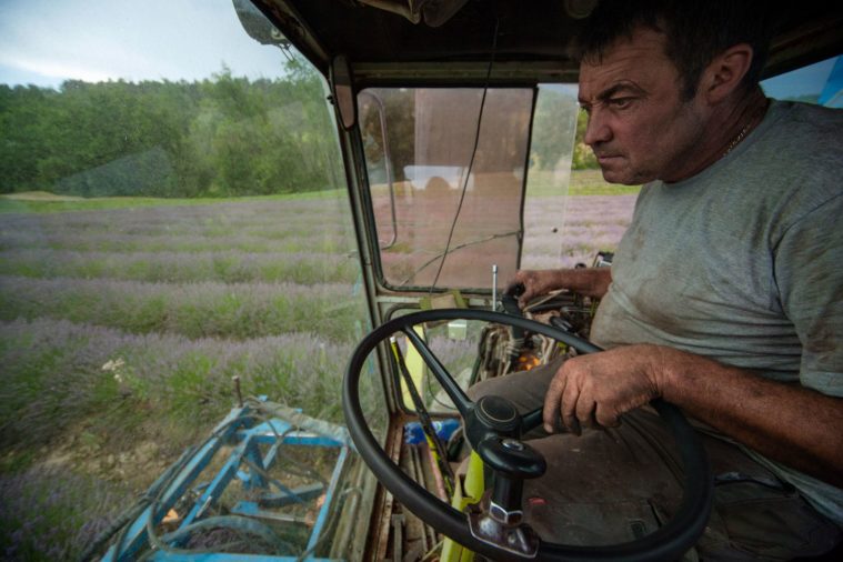 Close-up inside the cab of a lavender combine harvester at work in a lavender field, showing the driver's profile