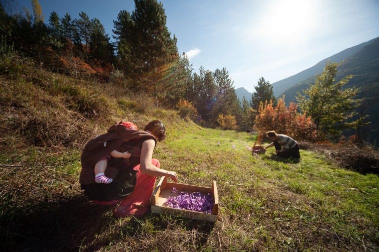 Two women, one with a baby strapped to her back, pick purple saffron flowers in a small terraced field