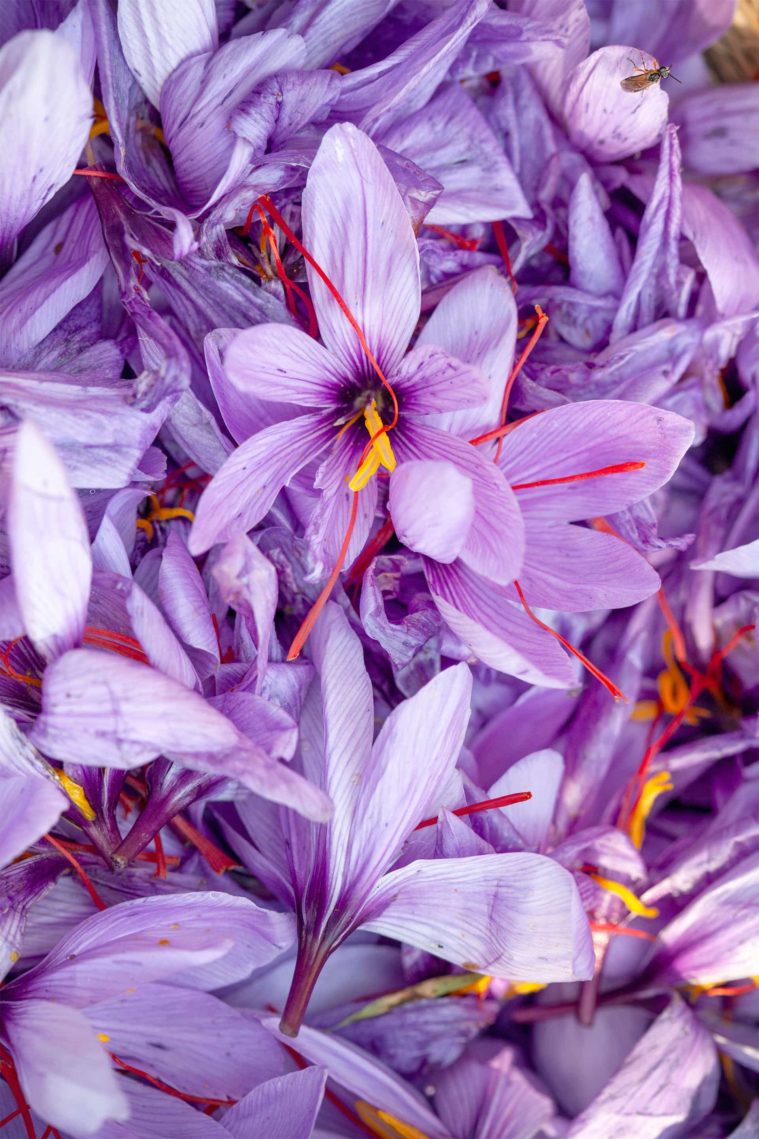 Close-up photograph of freshly-picked purple saffron crocus flowers