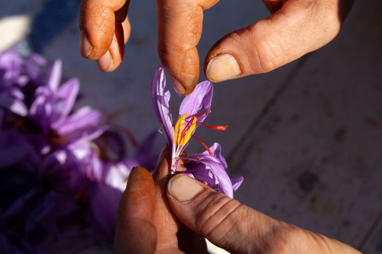 Close-up photograph of yellow-stained fingers picking the red stigma out of a purple saffron crocus flower