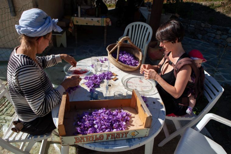 Two women sit at a table, plucking the stamens out of purple saffron crocus flowers