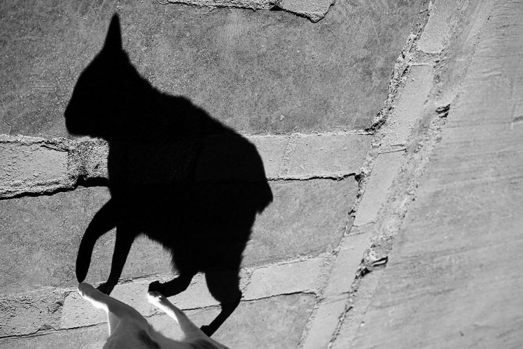 Black and white photograph of a cat's shadow