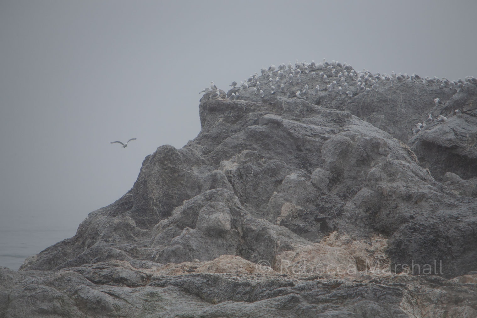 Picture of a grey rock under a grey sky by the sea with dozens of seabirds huddling on top of it