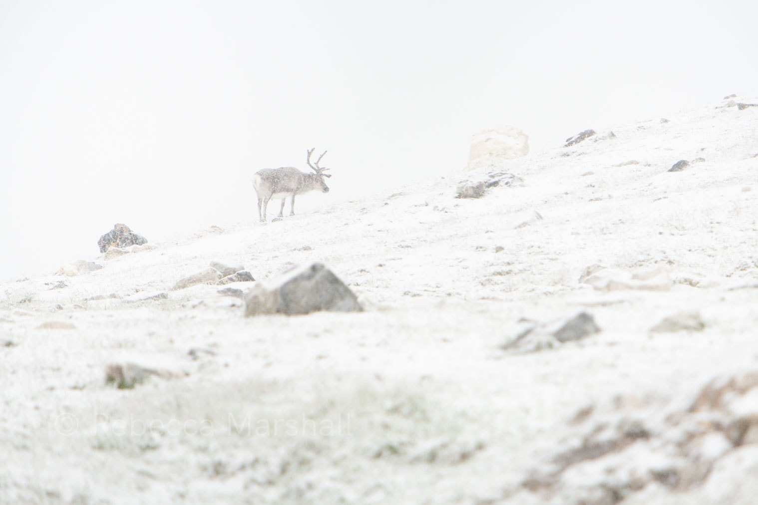 Photograph of a reindeer in a snowy landscape