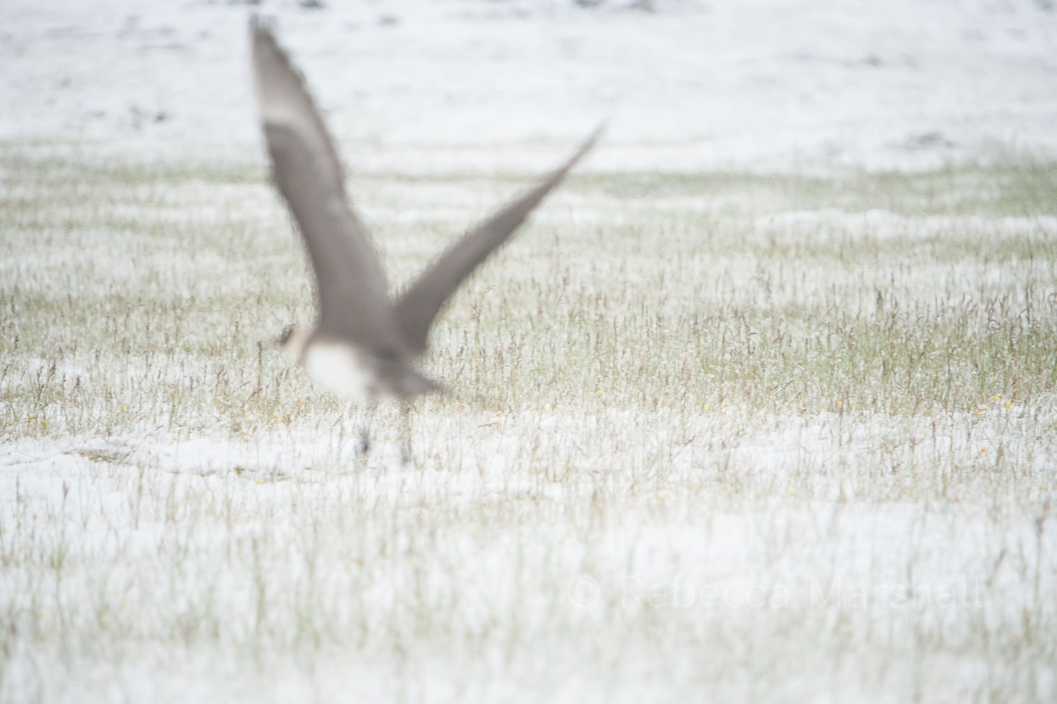 Photograph of a seabird, out of focus, flying over snow and grasses