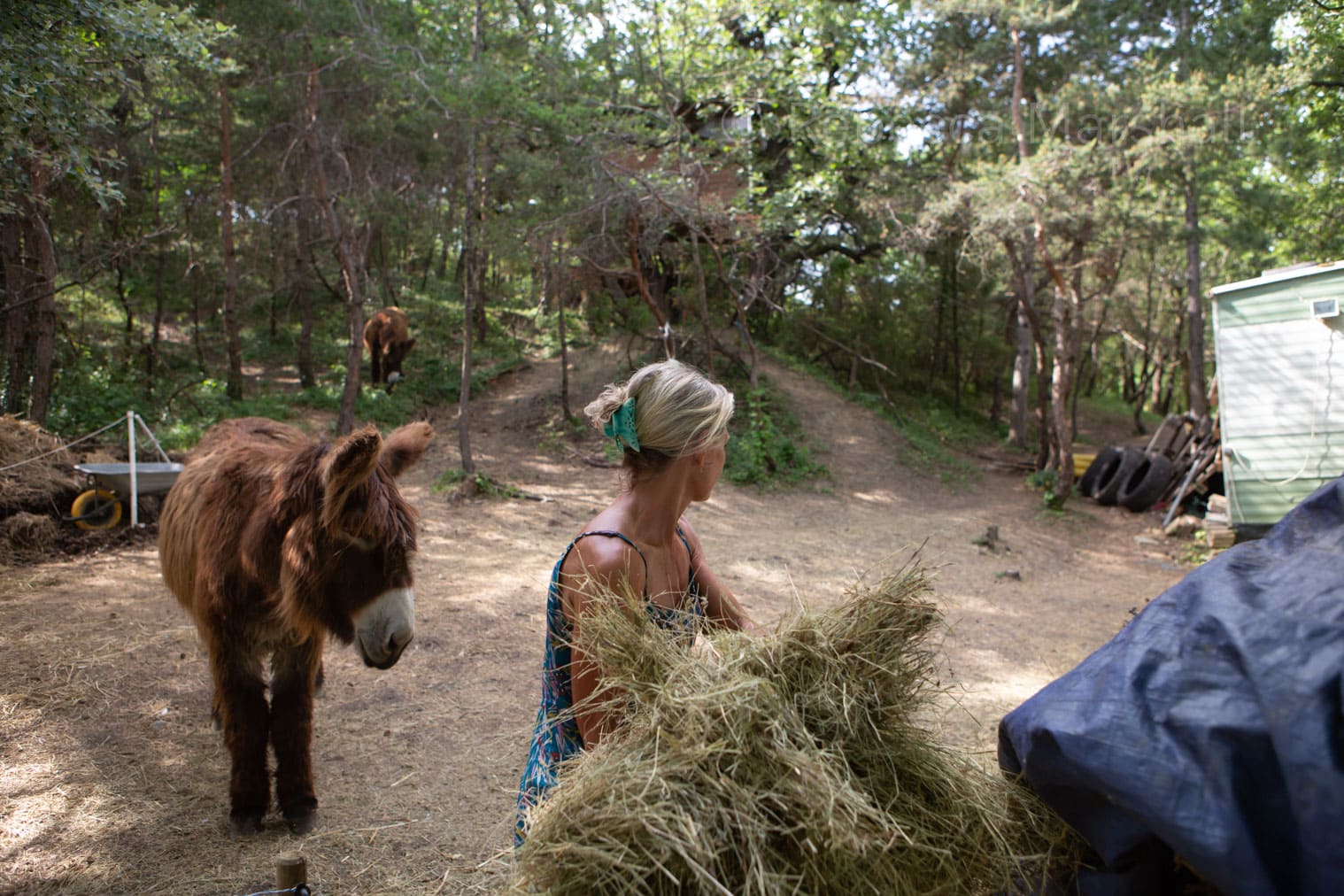 Woman holds a pile of hay to feed a donkey