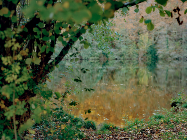 Photograph of trees beside a river