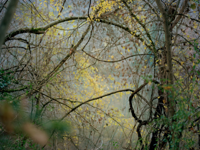 Photograph of trees overhanging a river