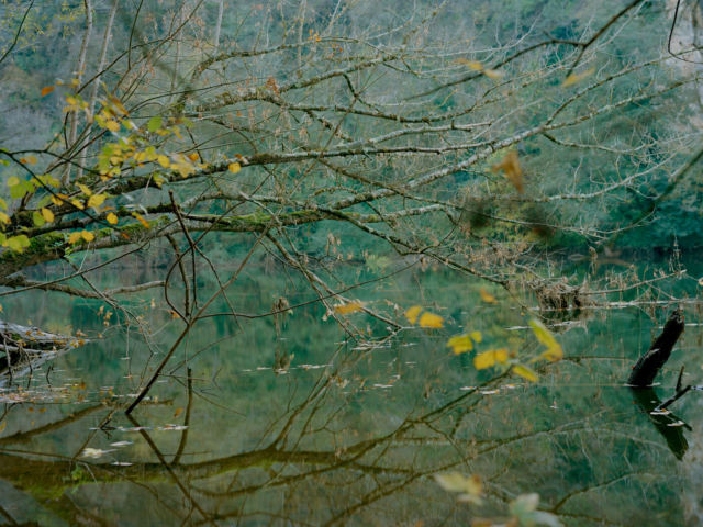 Photograph of trees overhanging a river