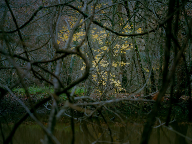 Photograph of trees overhanging a river