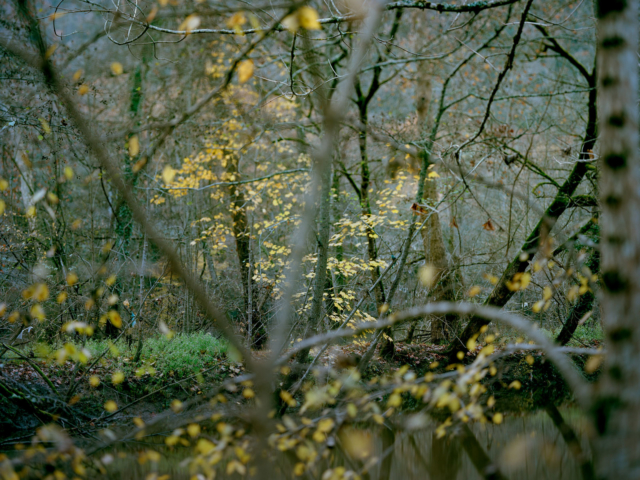 Photograph of trees overhanging a river