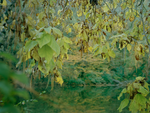 Photograph of trees overhanging a river