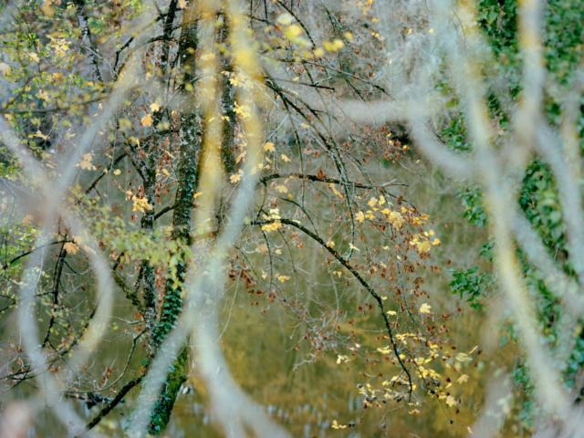 Photograph of trees overhanging a river